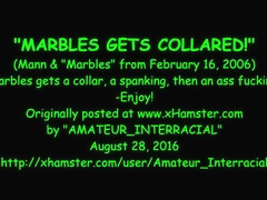 Marbles gets collared